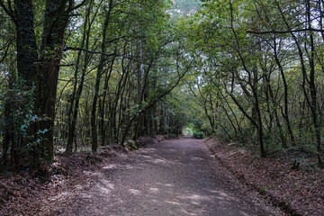 Obraz premium French Way of Saint James trail crossing the forest. Galicia, Spain.