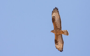 European Honey Buzzard