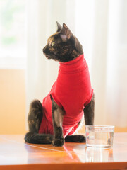 Recovery suit for cats after surgery. Pet clothing for wound protection to help the kitten heal after neutering, spaying or castration. Young female calico cat with pet recovery suit.