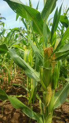 Fototapeta premium an amazing corn farm in paleloan village