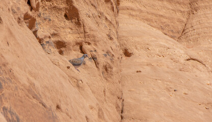 European turtle dove
