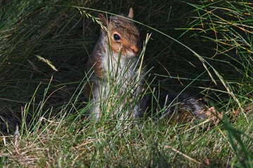 Grey squirrel in the grass