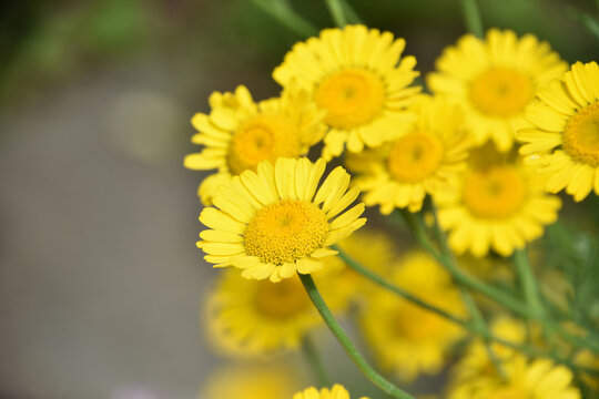 Gorgeous Flowering Wolfs Bane Flowers In A Garden