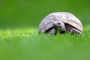 A turtle is standing on a green lawn among the grass in the dew. Tortoise warms himself in the hot...
