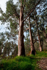 Eucalyptus forest west of the island of Madeira