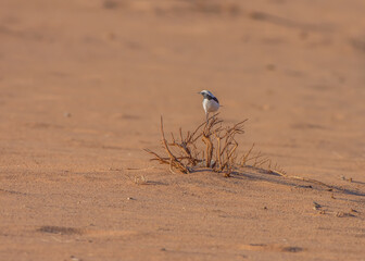 Mourning Wheatear