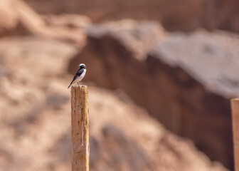 Mourning Wheatear