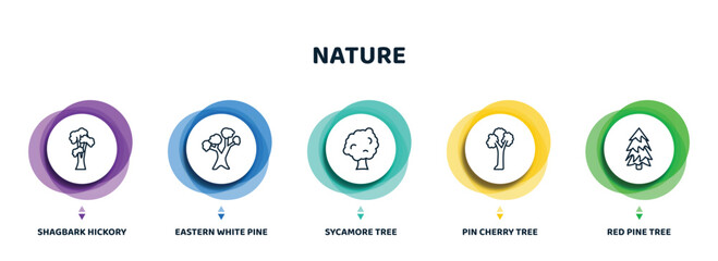 editable thin line icons with infographic template. infographic for nature concept. included shagbark hickory tree, eastern white pine tree, sycamore tree, pin cherry red pine icons.