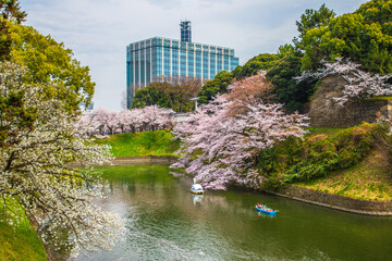 東京都　千鳥ヶ淵・桜風景
