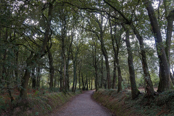 French Way of Saint James trail crossing the oak forest. Galicia, Spain.