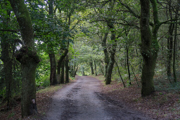 Fototapeta na wymiar French Way of Saint James crossing a beautiful leafy forest. Galicia, Spain.