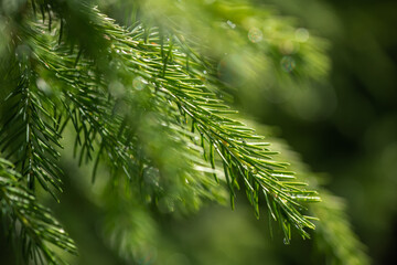 raindrops on spruce branches in the sun