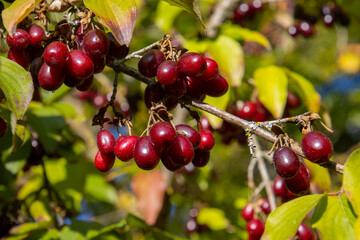 Close up of red and ripe cornelian cherry, also called Cornus mas