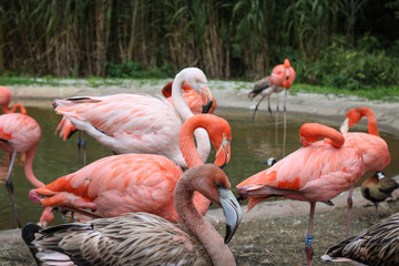 pink flamingos in the zoo