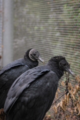 Coragyps atratus black vulture portrait close up adult and juvenile