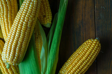 fresh raw organic ripe yellow uncooked sweet  corn cob dark rustic wooden table background closeup copy space Top view agriculture  leaves plate autumn.