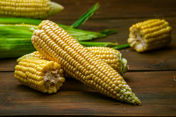 fresh raw organic ripe yellow uncooked sweet  corn cob dark rustic wooden table background closeup copy space agriculture  concept leaves plate autumn harvest banner.