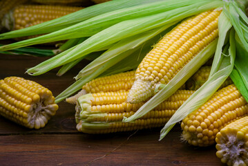 fresh raw organic ripe yellow uncooked sweet  corn cob dark rustic wooden table background closeup copy space agriculture  concept leaves plate autumn harvest banner. maize