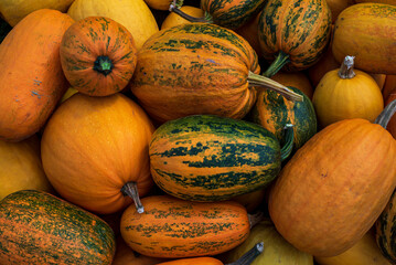 orange Pumpkin harvest .wheelbarrow  Fall grass outdoor farmer market. Field garden  patch. Copy space vintage thanksgiving background Autumn concept helloween squashes. top view