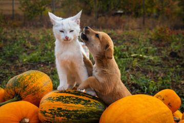 orange Pumpkin harvest white cat and dog puppy Fall grass outdoor farmer market. Field garden  patch. Copy space vintage thanksgiving background Autumn concept helloween squashes group - Powered by Adobe