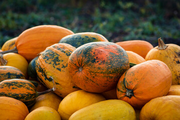 orange Pumpkin harvest . Fall grass outdoor farmer market. Field garden  patch. Copy space vintage thanksgiving background Autumn concept helloween squashes group