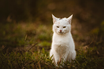 Naklejka na ściany i meble Beautiful white cat in the garden Cute enjoying his life outdoors. feline looking at camera Countryside portrait background copy space outdoors autumn fall.