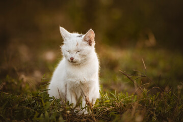 Beautiful white cat in the garden Cute  enjoying his life outdoors. feline looking at camera Countryside portrait background copy space outdoors autumn fall.