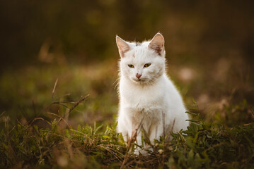 Beautiful white cat in the garden Cute  enjoying his life outdoors. feline looking at camera Countryside portrait background copy space outdoors autumn fall.