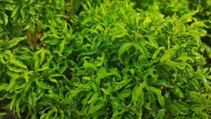 Wet fresh green Euodia or evodia leaves in the park after rain
