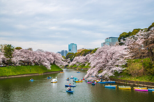 東京都　千鳥ヶ淵・桜風景
