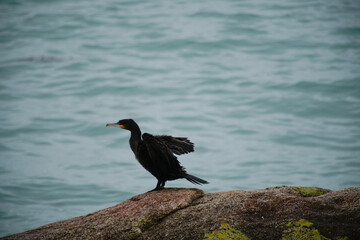 Cormoran de profil . © Richard