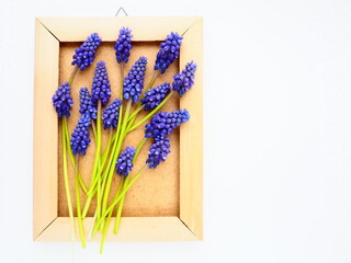 Blue spring flowers on a white background. Muscari armeniacum. Bright postcard, congratulations. Copy space still life flat lay. Armenian grape hyacinth. Photo frame made of cardboard and wood