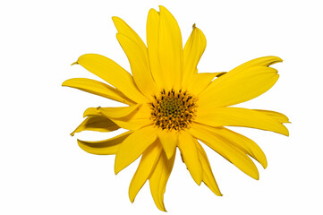 Heliantus x laetiflorus - Cheerful sunflower - Perennial sunflower - Héliante vivace - Tournesol vivace