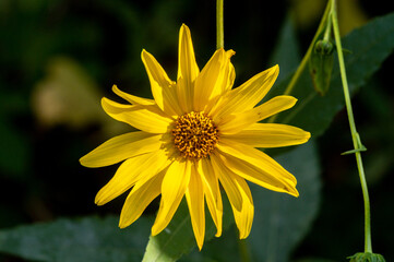 Heliantus x laetiflorus - Cheerful sunflower - Perennial sunflower - Héliante vivace - Tournesol vivace