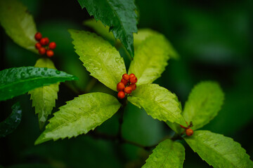 センリョウの実が色づき始めた