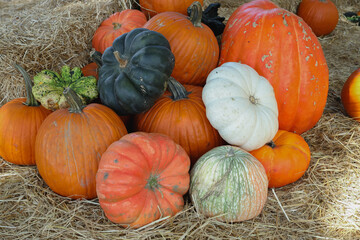 painted acadamy  pumpkin attach in Orlando florida 
