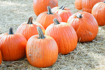 painted acadamy  pumpkin attach in Orlando florida 