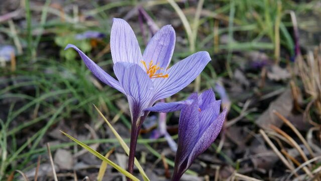  Saffron flowers, or Crocus sativus, or autumn crocus in autumn garden close up