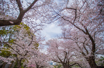 東京都　千鳥ヶ淵・桜風景

