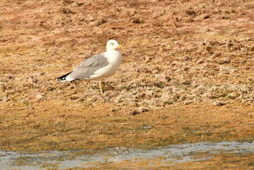 GAVIOTA PATIAMARILLA