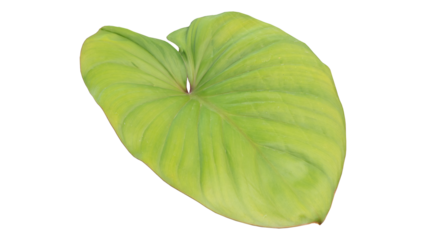 green leaves in the garden