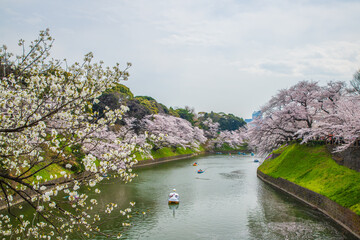 東京都　千鳥ヶ淵・桜風景
