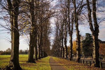 Naklejka premium Beautiful shot of a walking trail through bare trees in the Delepre Abbey park in Northampton