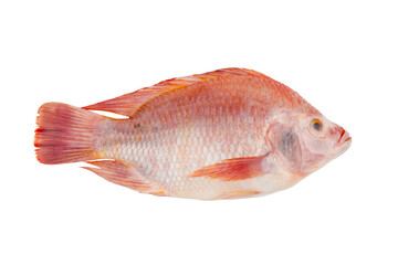 Obraz premium Red Tilapia Fish (Tubtim) isolated on white background with clipping path