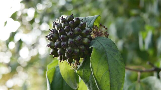 Berries of Eleutherococcus senticosus in autumn season. Eleutherococcus is a genus of plants of the Aralii family. Medicinal plants in the garden.