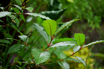 Mitragyna speciosa or Kratom leaves 