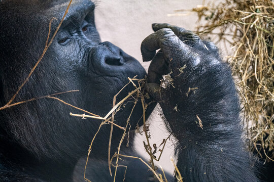 Gorilla face