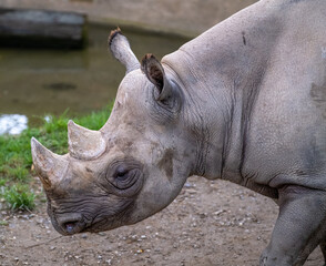 Obraz premium white rhino in zoo