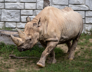 Obraz premium rhino in the zoo
