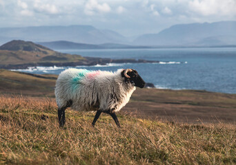 Irish sheep grazing grass on a steep hill. Beautiful landscape scenery with blue sky and ocean in...